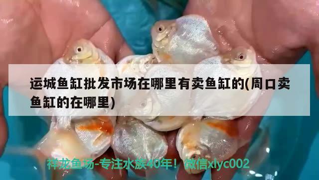 運城魚缸批發(fā)市場在哪里有賣魚缸的(周口賣魚缸的在哪里)