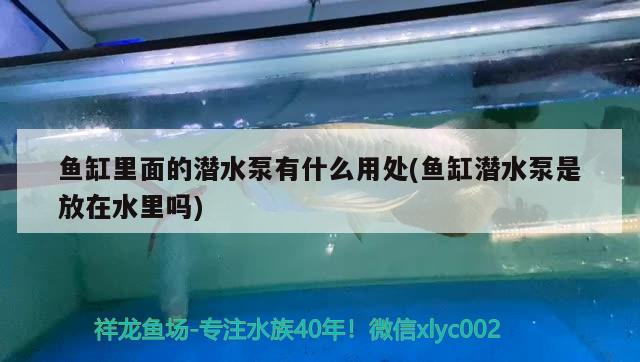 魚缸里面的潛水泵有什么用處(魚缸潛水泵是放在水里嗎) 黑帝王魟魚 第1張