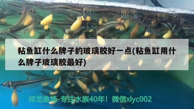 粘魚(yú)缸什么牌子的玻璃膠好一點(diǎn)(粘魚(yú)缸用什么牌子玻璃膠最好)