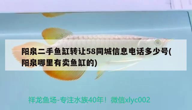 陽泉二手魚缸轉(zhuǎn)讓58同城信息電話多少號(陽泉哪里有賣魚缸的) 過背金龍魚