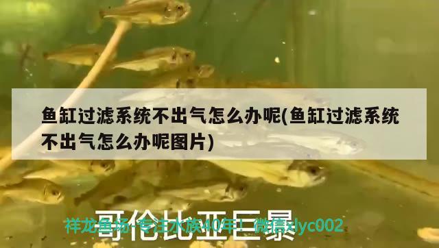 魚缸過濾系統(tǒng)不出氣怎么辦呢(魚缸過濾系統(tǒng)不出氣怎么辦呢圖片) 豬鼻龜百科