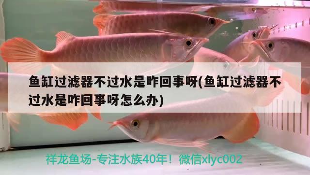 魚缸過濾器不過水是咋回事呀(魚缸過濾器不過水是咋回事呀怎么辦)