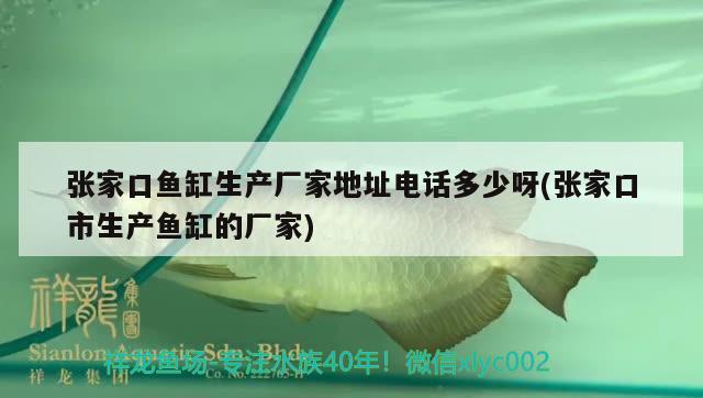 張家口魚缸生產廠家地址電話多少呀(張家口市生產魚缸的廠家) 黃鰭鯧魚