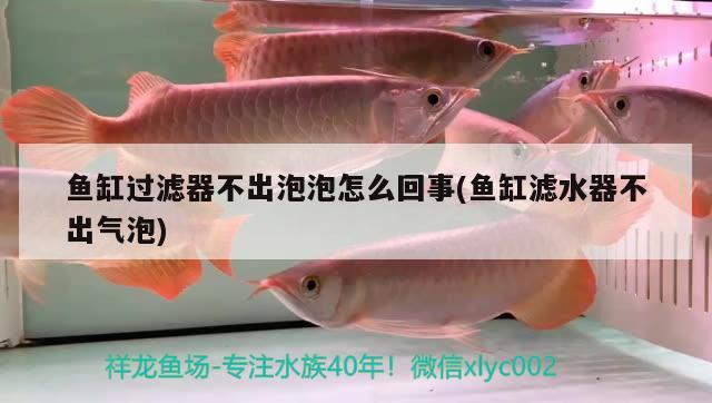 魚(yú)缸過(guò)濾器不出泡泡怎么回事(魚(yú)缸濾水器不出氣泡) 紅頭利魚(yú)