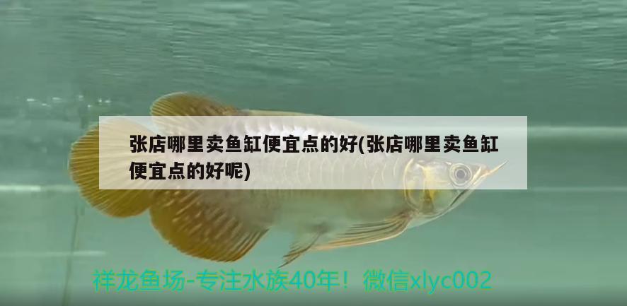 張店哪里賣魚缸便宜點的好(張店哪里賣魚缸便宜點的好呢) 和尚魚