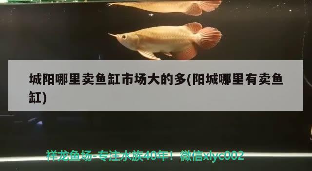 城陽哪里賣魚缸市場大的多(陽城哪里有賣魚缸) 水族世界