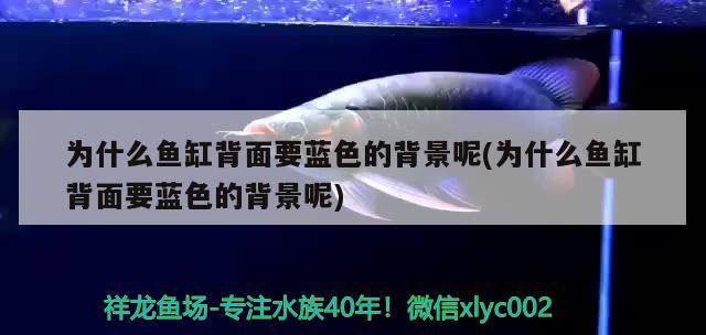 為什么魚缸背面要藍色的背景呢(為什么魚缸背面要藍色的背景呢)