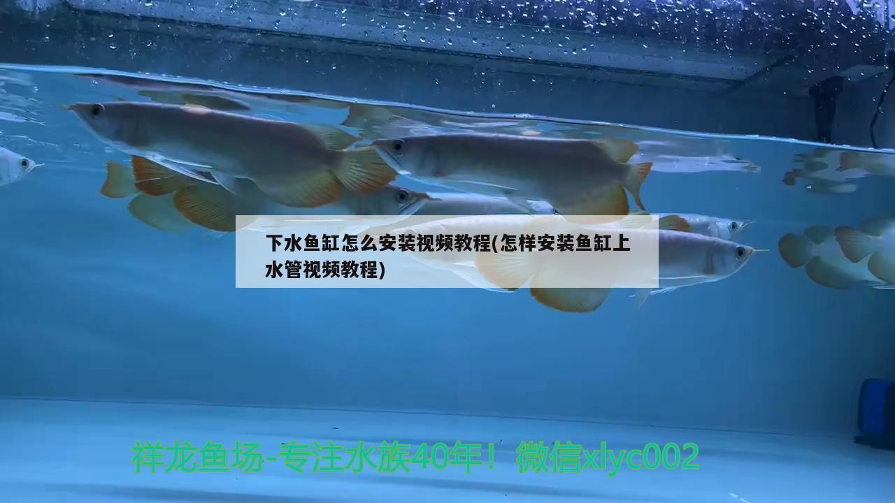 下水魚缸怎么安裝視頻教程(怎樣安裝魚缸上水管視頻教程)