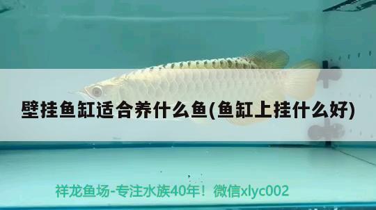 壁掛魚缸適合養(yǎng)什么魚(魚缸上掛什么好) 黑水素