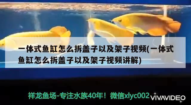 一體式魚缸怎么拆蓋子以及架子視頻(一體式魚缸怎么拆蓋子以及架子視頻講解)