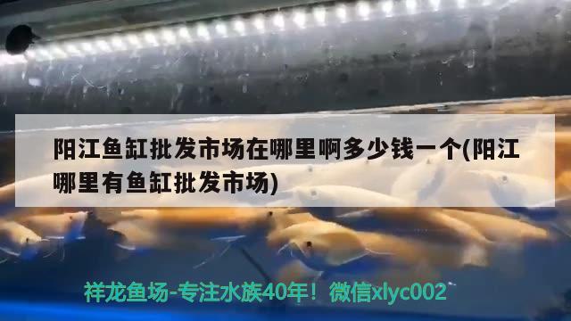 陽江魚缸批發(fā)市場在哪里啊多少錢一個(陽江哪里有魚缸批發(fā)市場)