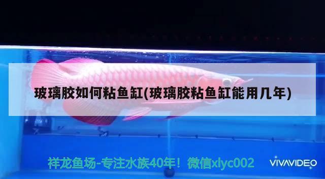 玻璃膠如何粘魚缸(玻璃膠粘魚缸能用幾年)