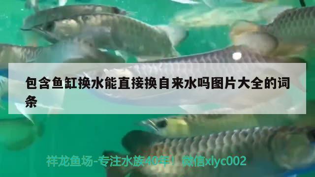 包含魚(yú)缸換水能直接換自來(lái)水嗎圖片大全的詞條 檸檬鯽