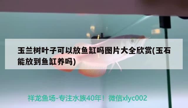 玉蘭樹葉子可以放魚缸嗎圖片大全欣賞(玉石能放到魚缸養(yǎng)嗎) 過濾設(shè)備