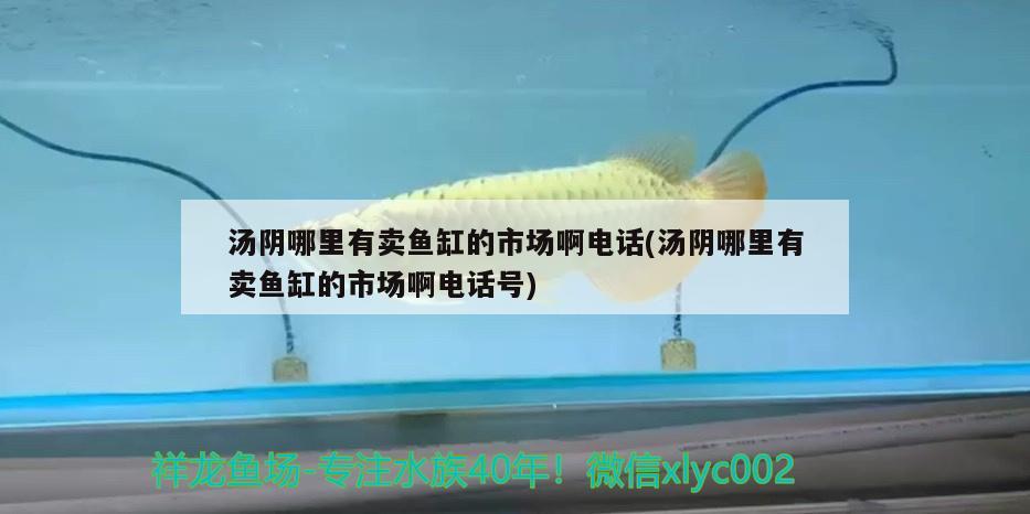 湯陰哪里有賣魚缸的市場(chǎng)啊電話(湯陰哪里有賣魚缸的市場(chǎng)啊電話號(hào)) 申古三間魚