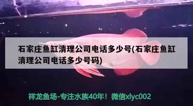 石家莊魚缸清理公司電話多少號(石家莊魚缸清理公司電話多少號碼)