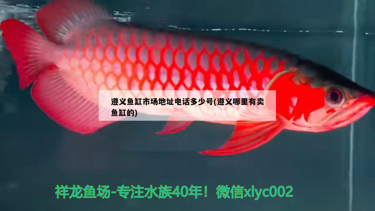 遵義魚(yú)缸市場(chǎng)地址電話(huà)多少號(hào)(遵義哪里有賣(mài)魚(yú)缸的) 刀魚(yú)魚(yú)