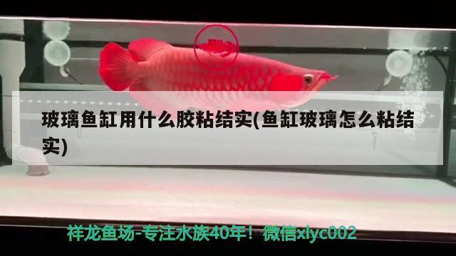 玻璃魚缸用什么膠粘結(jié)實(shí)(魚缸玻璃怎么粘結(jié)實(shí)) 紅龍福龍魚