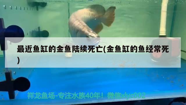 最近魚缸的金魚陸續(xù)死亡(金魚缸的魚經(jīng)常死) 皇冠黑白魟魚