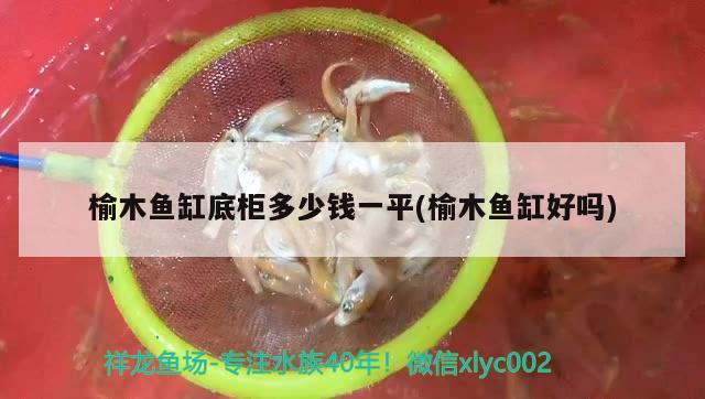 榆木魚缸底柜多少錢一平(榆木魚缸好嗎) 古典過(guò)背金龍魚