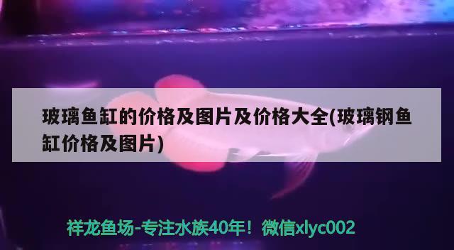 玻璃魚缸的價格及圖片及價格大全(玻璃鋼魚缸價格及圖片) 金頭過背金龍魚