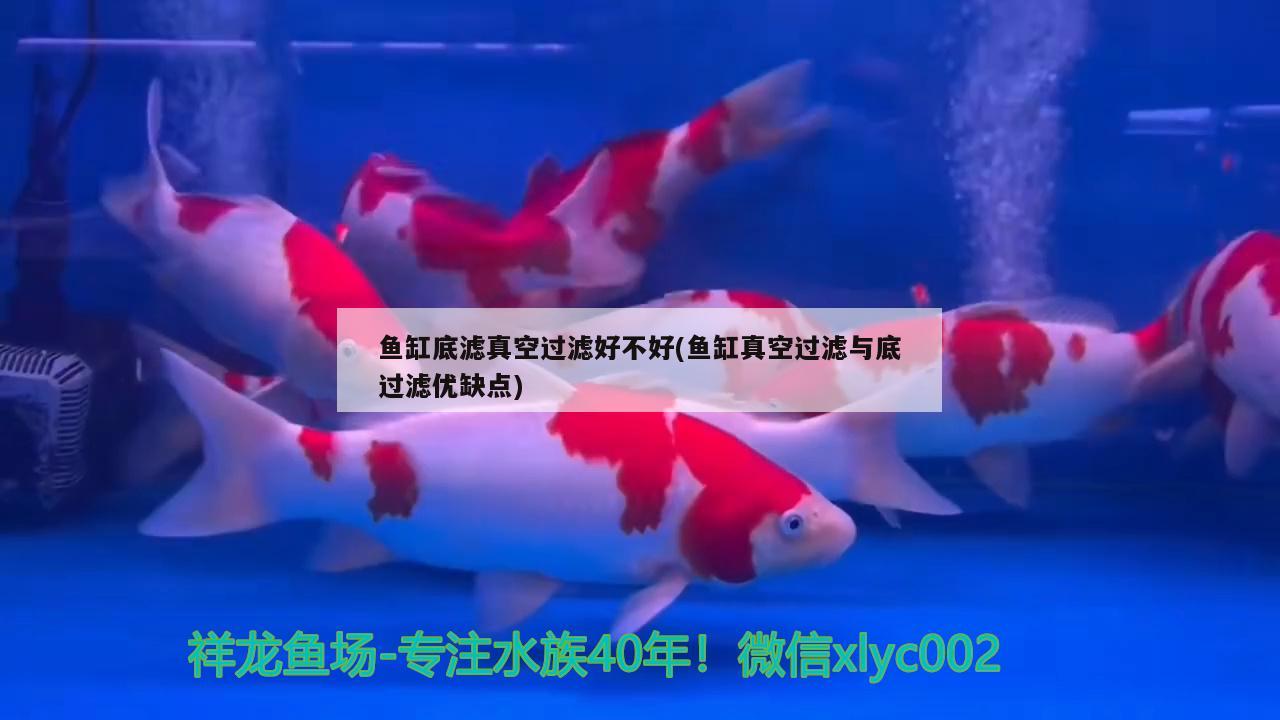 魚(yú)缸底濾真空過(guò)濾好不好(魚(yú)缸真空過(guò)濾與底過(guò)濾優(yōu)缺點(diǎn))