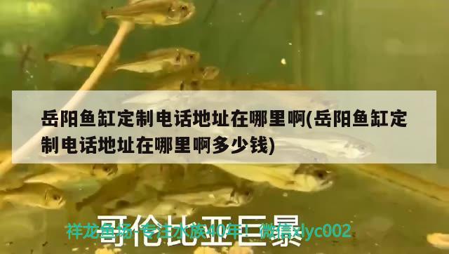 岳陽魚缸定制電話地址在哪里啊(岳陽魚缸定制電話地址在哪里啊多少錢) 黃金夢幻雷龍魚 第1張