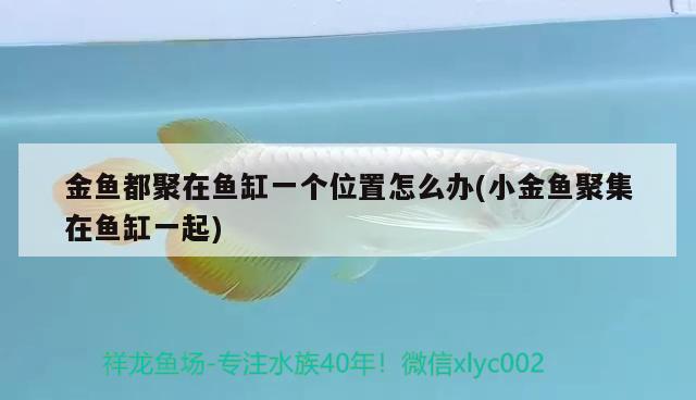 金魚都聚在魚缸一個(gè)位置怎么辦(小金魚聚集在魚缸一起) 黃金眼鏡蛇雷龍魚