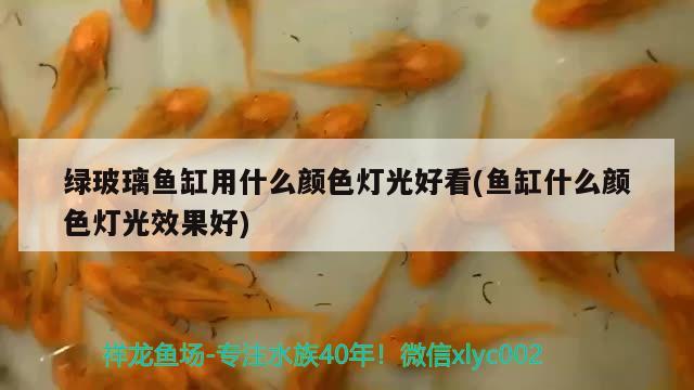 綠玻璃魚缸用什么顏色燈光好看(魚缸什么顏色燈光效果好)