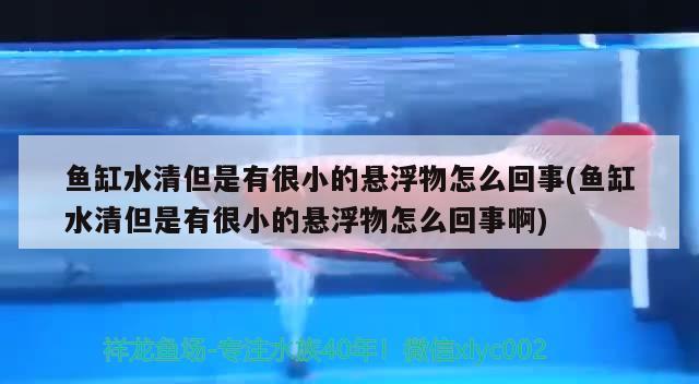 魚缸水清但是有很小的懸浮物怎么回事(魚缸水清但是有很小的懸浮物怎么回事啊) 野彩魚