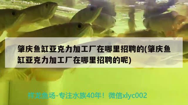 肇慶魚缸亞克力加工廠在哪里招聘的(肇慶魚缸亞克力加工廠在哪里招聘的呢) 狗仔招財貓魚