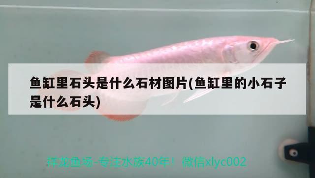 魚缸里石頭是什么石材圖片(魚缸里的小石子是什么石頭) 魟魚百科