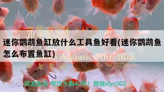 迷你鸚鵡魚缸放什么工具魚好看(迷你鸚鵡魚怎么布置魚缸) 鸚鵡魚