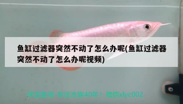 魚缸過濾器突然不動了怎么辦呢(魚缸過濾器突然不動了怎么辦呢視頻) 古典過背金龍魚