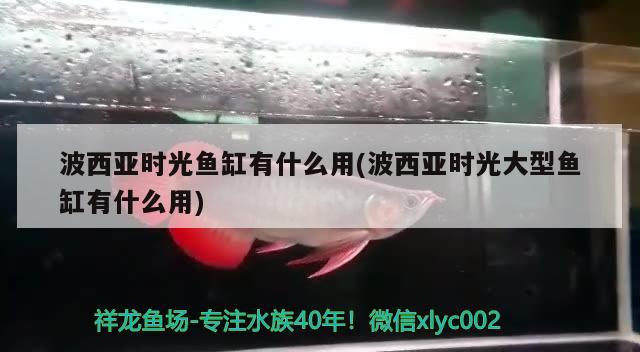 波西亞時光魚缸有什么用(波西亞時光大型魚缸有什么用) 黃金斑馬魚