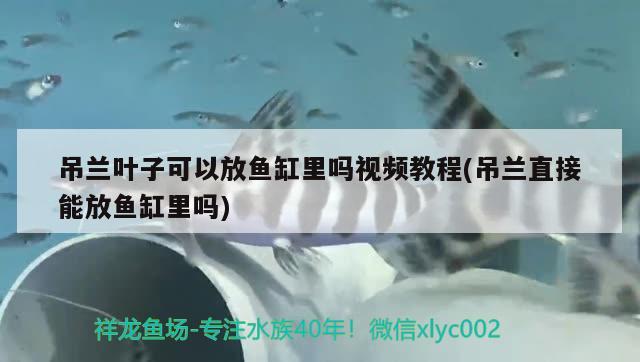 吊蘭葉子可以放魚缸里嗎視頻教程(吊蘭直接能放魚缸里嗎) 野彩魚