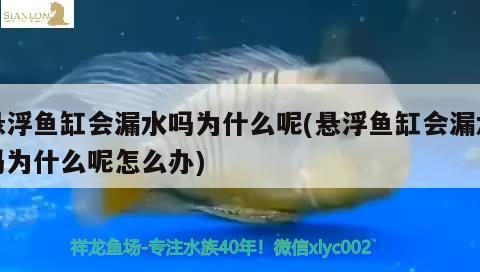 懸浮魚缸會漏水嗎為什么呢(懸浮魚缸會漏水嗎為什么呢怎么辦) 紅頭利魚