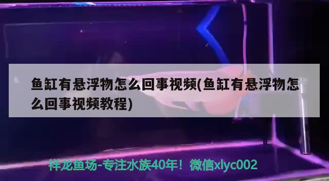 魚缸有懸浮物怎么回事視頻(魚缸有懸浮物怎么回事視頻教程) 黑白雙星魚