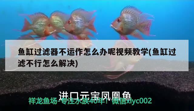 魚缸過濾器不運作怎么辦呢視頻教學(xué)(魚缸過濾不行怎么解決)