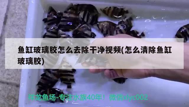 魚缸玻璃膠怎么去除干凈視頻(怎么清除魚缸玻璃膠) 魚缸水泵