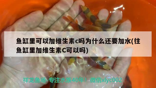 魚缸里可以加維生素c嗎為什么還要加水(往魚缸里加維生素C可以嗎) 福虎/異型虎魚/純色虎魚