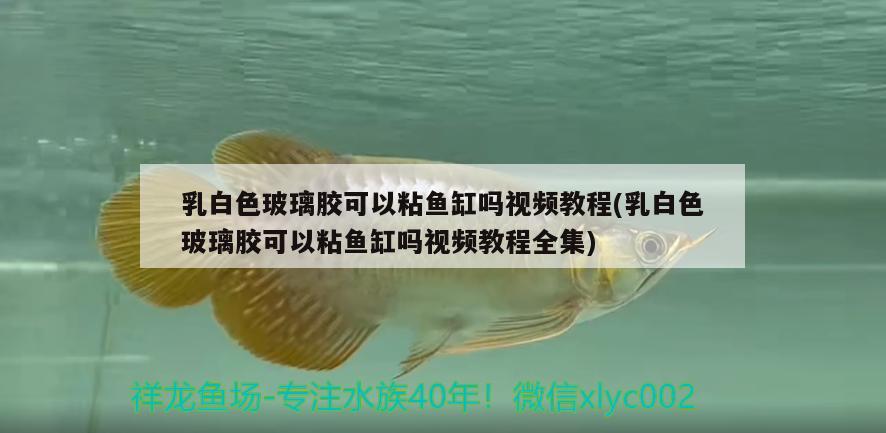 乳白色玻璃膠可以粘魚缸嗎視頻教程(乳白色玻璃膠可以粘魚缸嗎視頻教程全集) 廣州水族批發(fā)市場