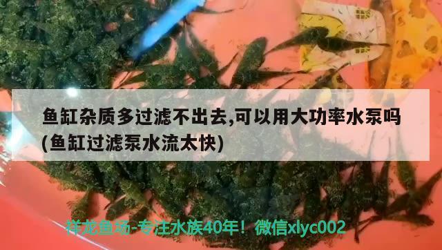 魚缸雜質(zhì)多過濾不出去,可以用大功率水泵嗎(魚缸過濾泵水流太快) 龍魚百科