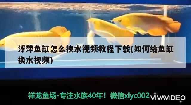 浮萍魚缸怎么換水視頻教程下載(如何給魚缸換水視頻) 照明器材