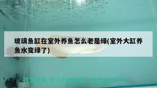 玻璃魚缸在室外養(yǎng)魚怎么老是綠(室外大缸養(yǎng)魚水變綠了) 潛水泵