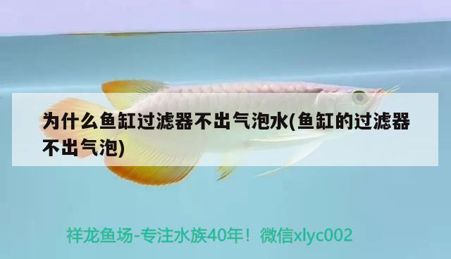 為什么魚(yú)缸過(guò)濾器不出氣泡水(魚(yú)缸的過(guò)濾器不出氣泡)