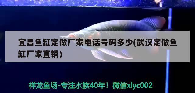 宜昌魚缸定做廠家電話號(hào)碼多少(武漢定做魚缸廠家直銷) 馬拉莫寶石魚