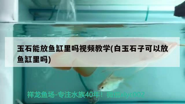 玉石能放魚缸里嗎視頻教學(xué)(白玉石子可以放魚缸里嗎)