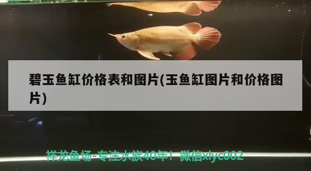 碧玉魚缸價格表和圖片(玉魚缸圖片和價格圖片) 白化火箭魚