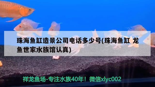 珠海魚缸造景公司電話多少號(hào)(珠海魚缸龍魚世家水族館認(rèn)真) 泰國(guó)虎魚